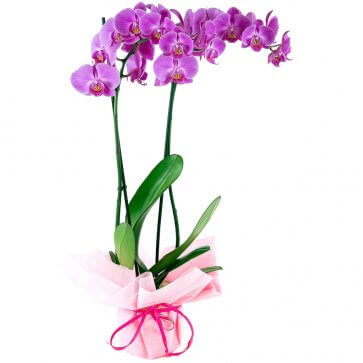 Plata Orquidea